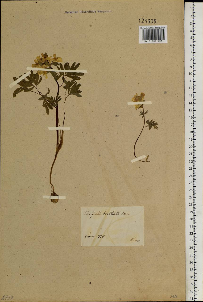 Corydalis bracteata (Steph.) Pers., Siberia, Western Siberia (S1) (Russia)