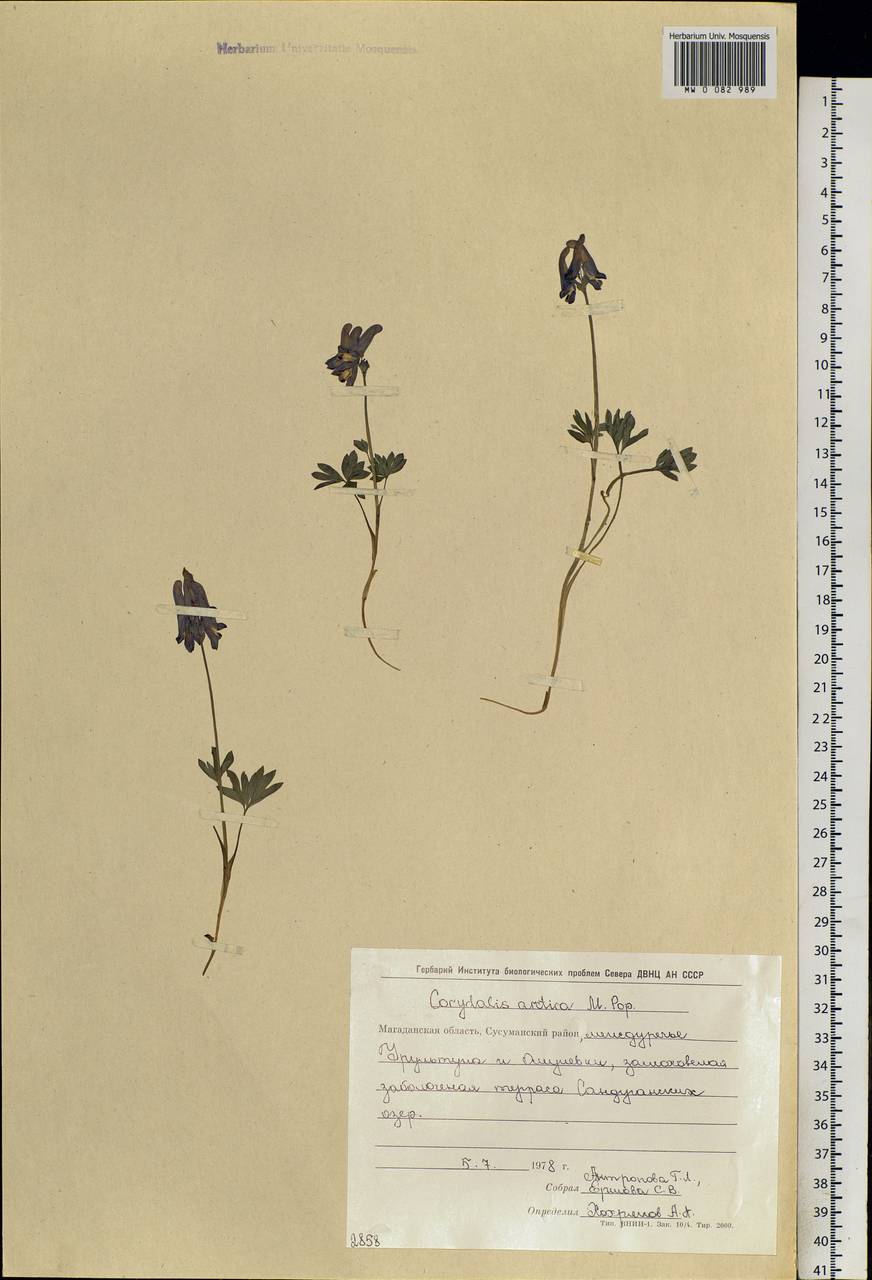 Corydalis arctica Popov, Siberia, Chukotka & Kamchatka (S7) (Russia)