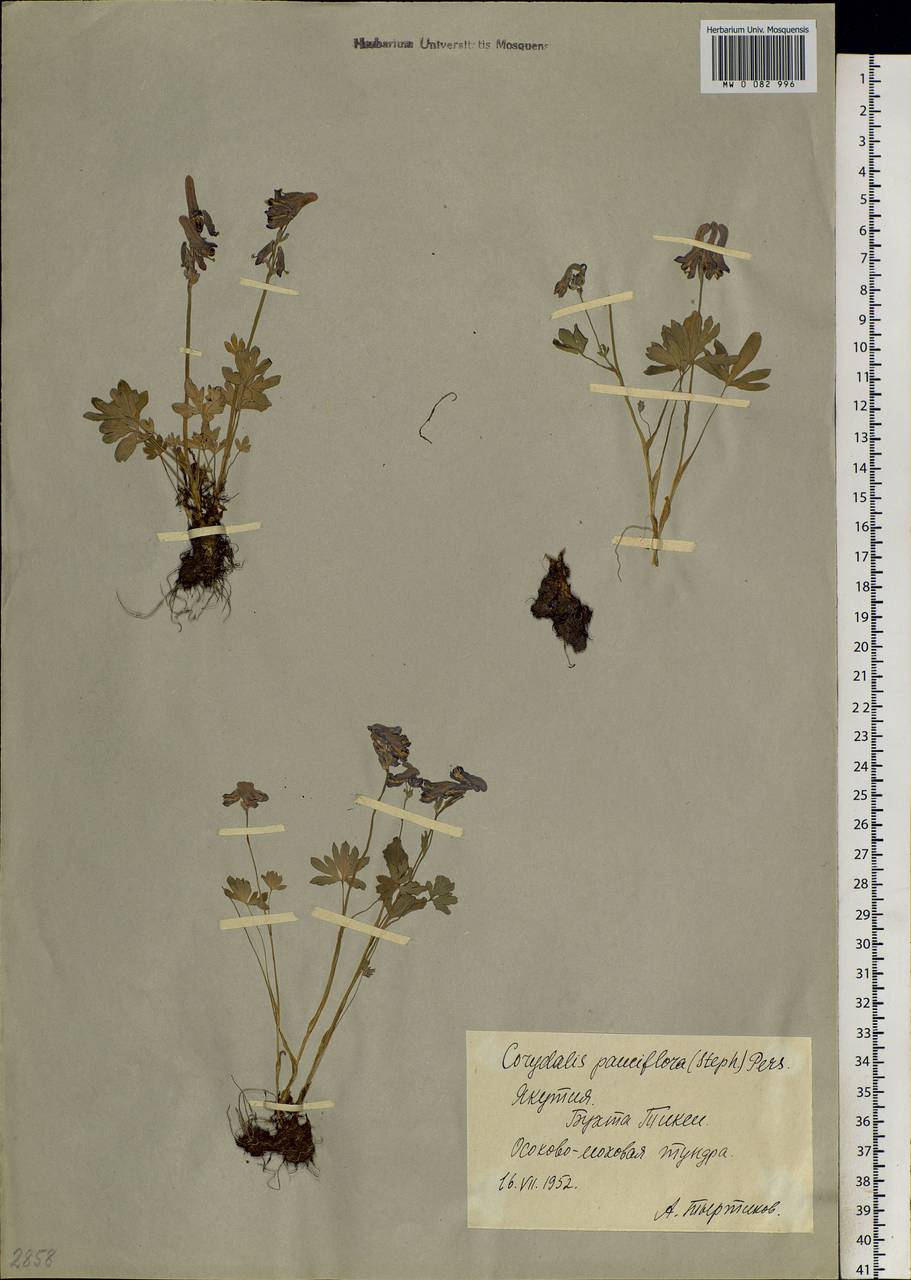 Corydalis arctica Popov, Siberia, Yakutia (S5) (Russia)