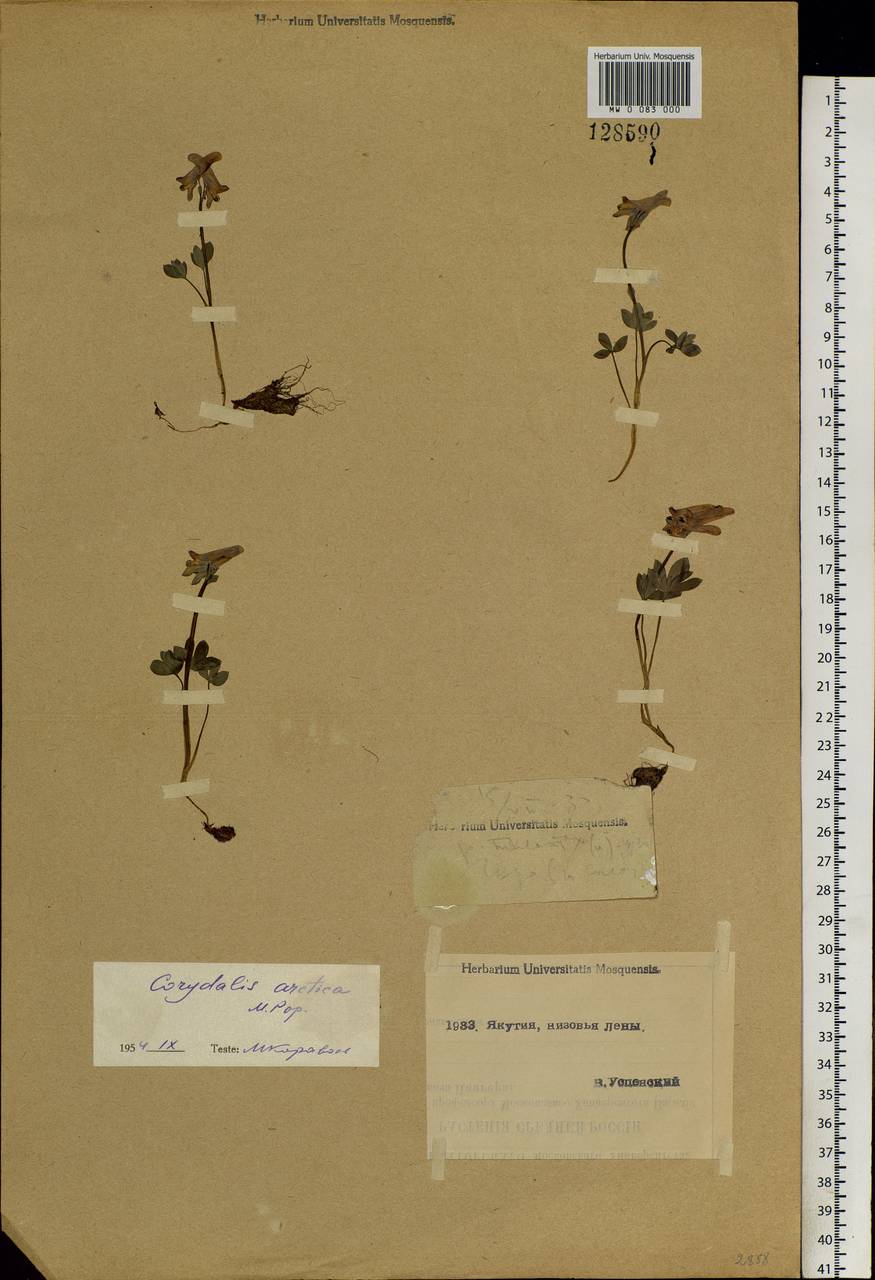 Corydalis arctica Popov, Siberia, Yakutia (S5) (Russia)