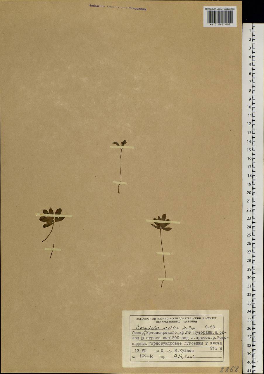 Corydalis arctica Popov, Siberia, Central Siberia (S3) (Russia)