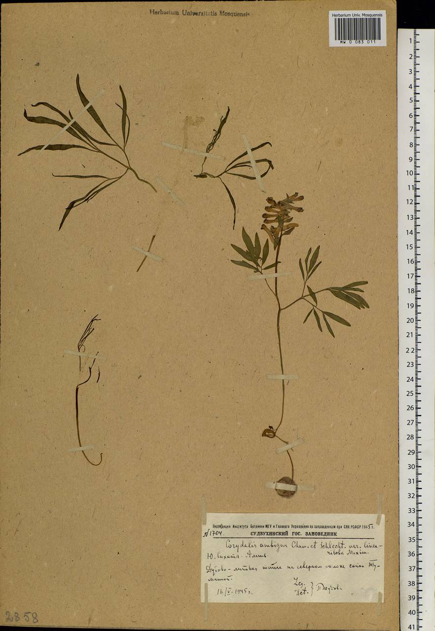 Corydalis ambigua Cham. & Schltdl., Siberia, Russian Far East (S6) (Russia)