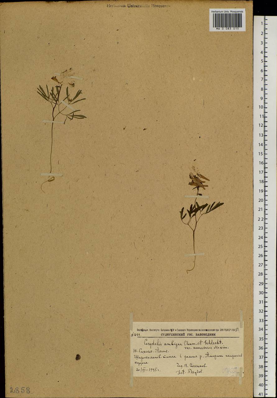 Corydalis ambigua Cham. & Schltdl., Siberia, Russian Far East (S6) (Russia)