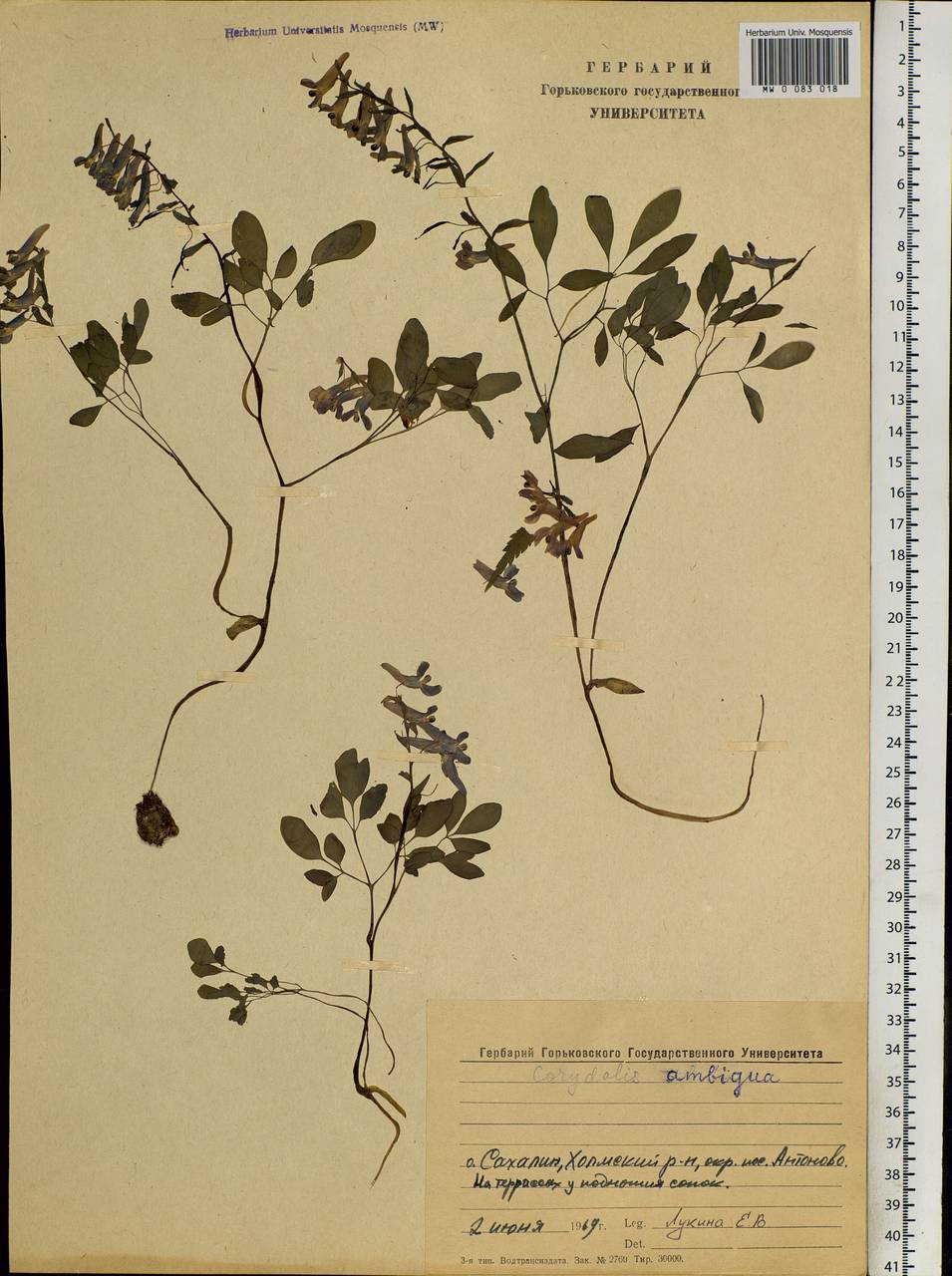 Corydalis ambigua Cham. & Schltdl., Siberia, Russian Far East (S6) (Russia)