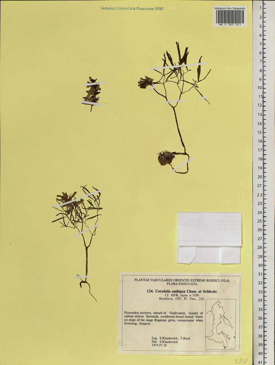 Corydalis ambigua Cham. & Schltdl., Siberia, Russian Far East (S6) (Russia)