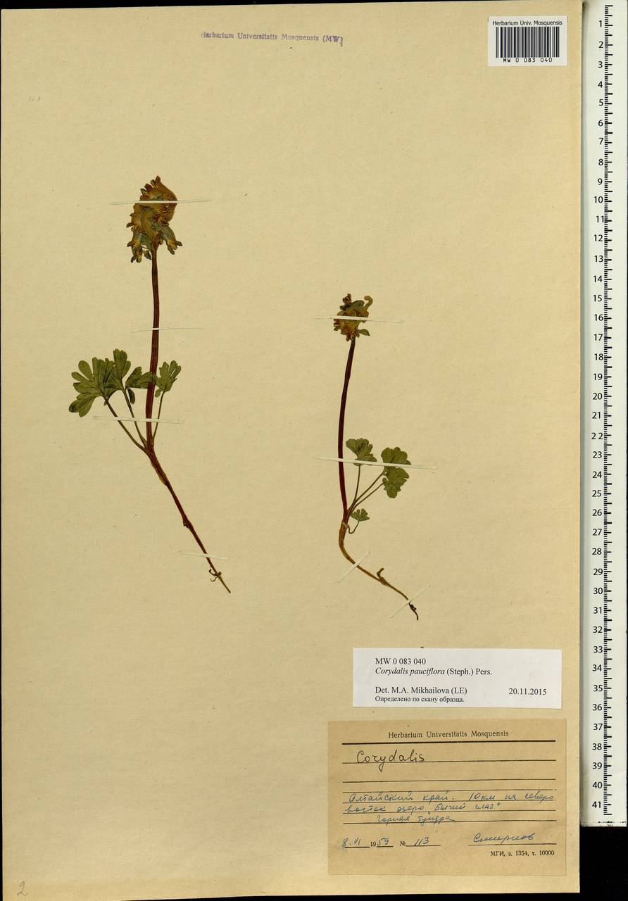 Corydalis pauciflora (Stephan) Pers., Siberia, Altai & Sayany Mountains (S2) (Russia)