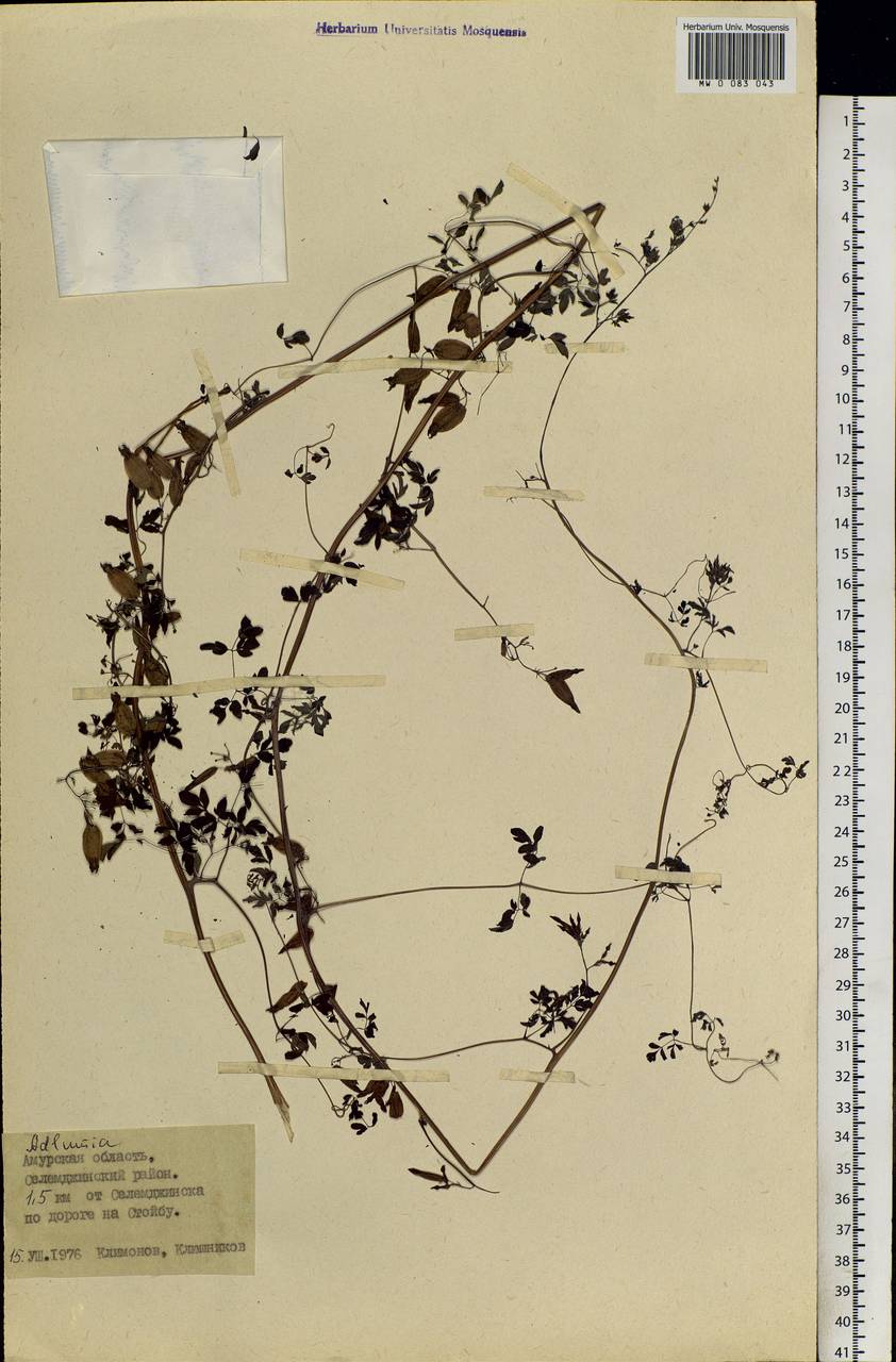 Adlumia asiatica Ohwi, Siberia, Russian Far East (S6) (Russia)