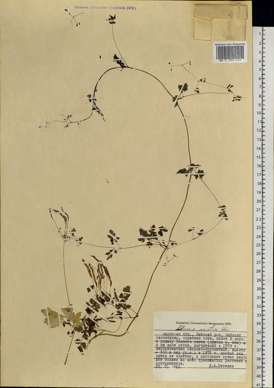 Adlumia asiatica Ohwi, Siberia, Russian Far East (S6) (Russia)