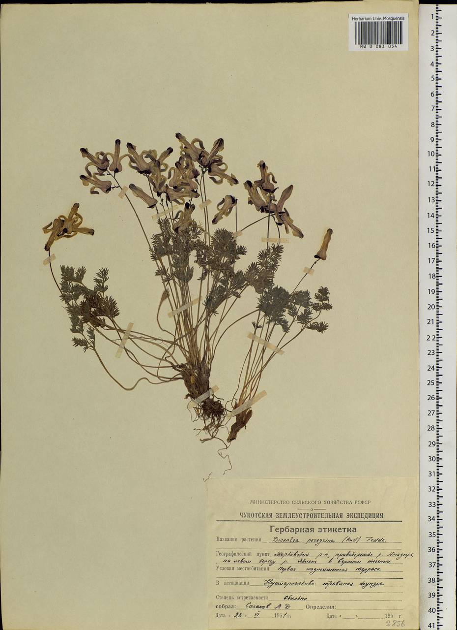 Dicentra peregrina (Rudolph) Makino, Siberia, Chukotka & Kamchatka (S7) (Russia)