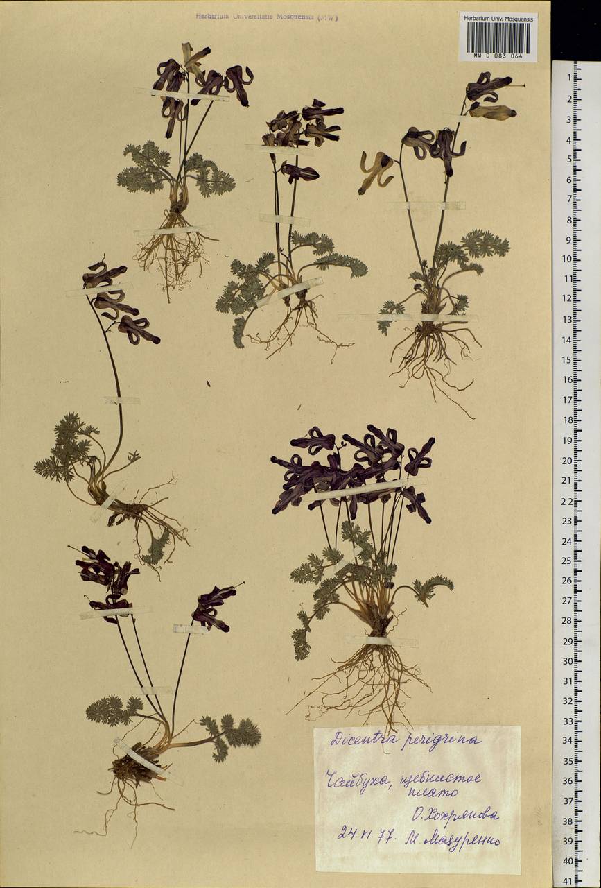 Dicentra peregrina (Rudolph) Makino, Siberia, Chukotka & Kamchatka (S7) (Russia)