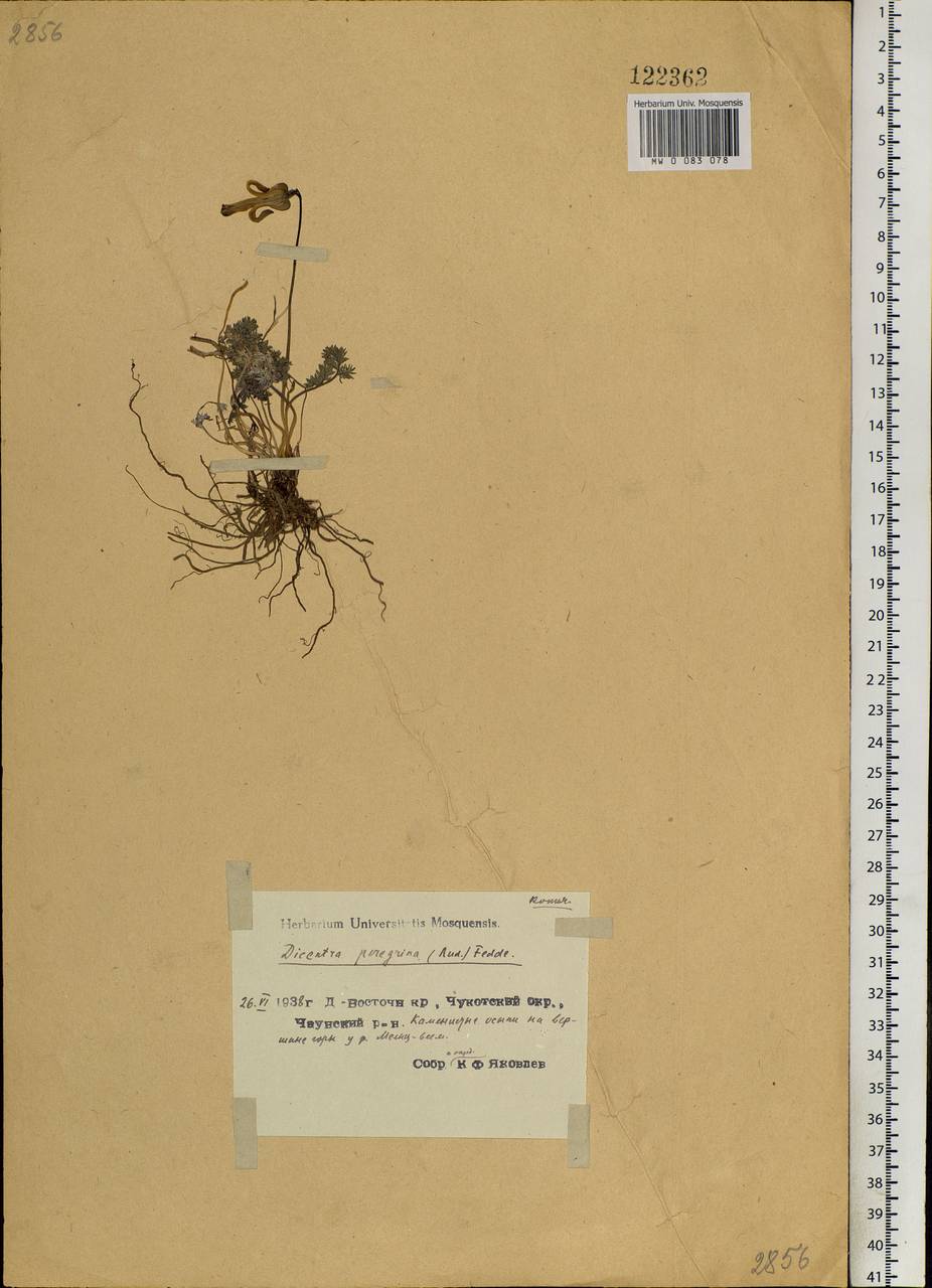Dicentra peregrina (Rudolph) Makino, Siberia, Chukotka & Kamchatka (S7) (Russia)