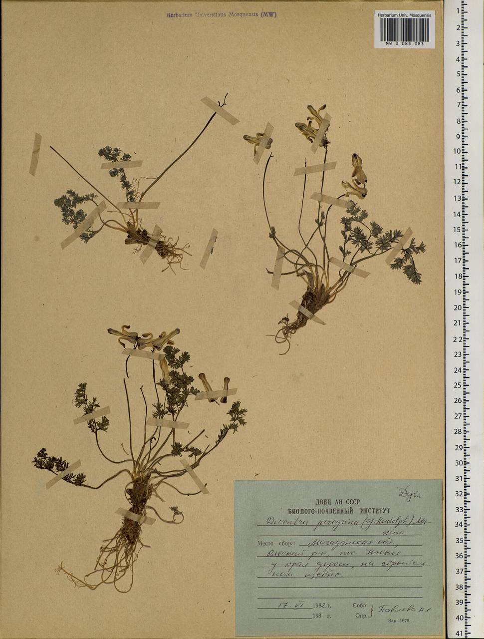 Dicentra peregrina (Rudolph) Makino, Siberia, Chukotka & Kamchatka (S7) (Russia)