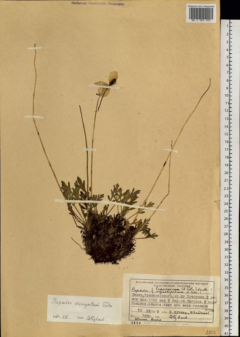Oreomecon variegata (Tolm.) Krivenko, Siberia, Central Siberia (S3) (Russia)