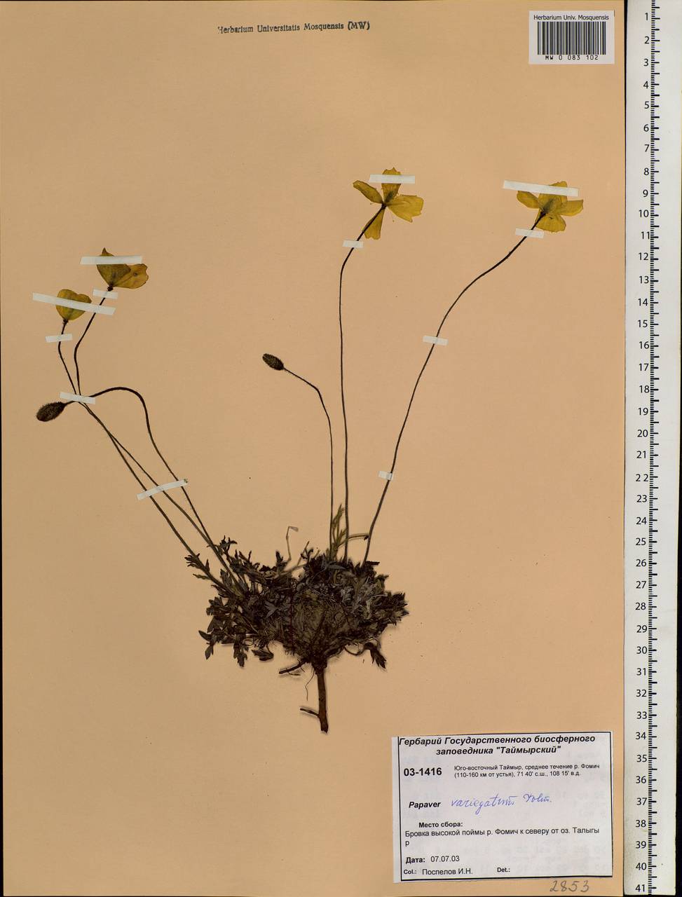 Oreomecon variegata (Tolm.) Krivenko, Siberia, Central Siberia (S3) (Russia)