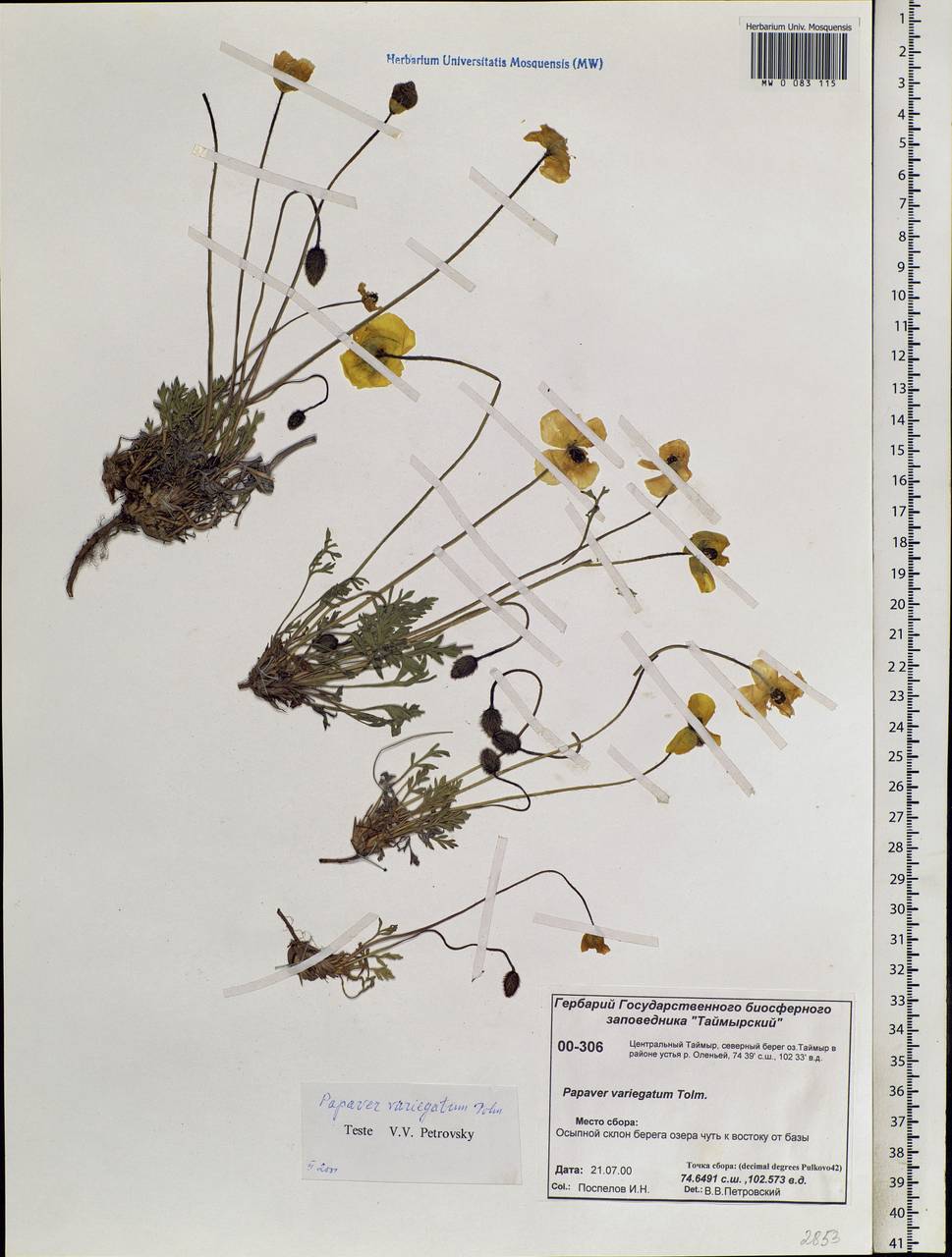 Papaver variegatum Tolm., Siberia, Central Siberia (S3) (Russia)