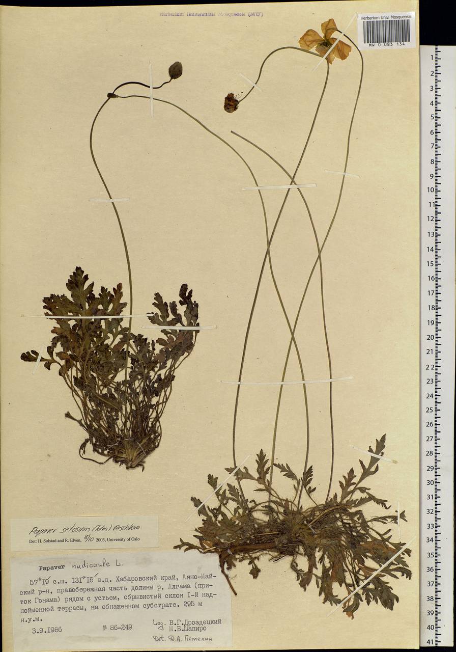 Oreomecon setosa (Tolm.) Krivenko, Siberia, Russian Far East (S6) (Russia)