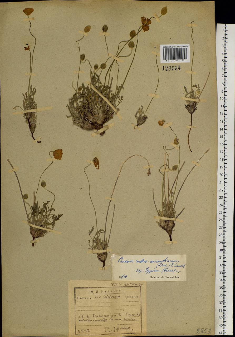 Papaver rubroaurantiacum (Fisch. ex DC.) C. E. Lundstr., Siberia, Baikal & Transbaikal region (S4) (Russia)