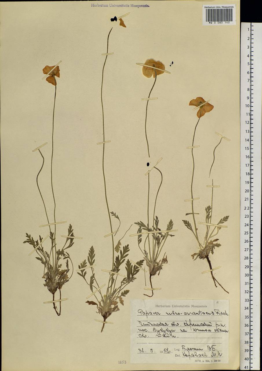 Papaver rubroaurantiacum (Fisch. ex DC.) C. E. Lundstr., Siberia, Baikal & Transbaikal region (S4) (Russia)