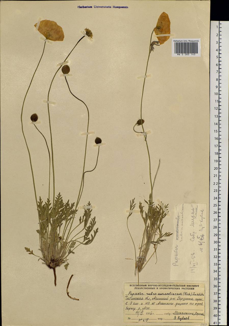 Papaver rubroaurantiacum (Fisch. ex DC.) C. E. Lundstr., Siberia, Baikal & Transbaikal region (S4) (Russia)