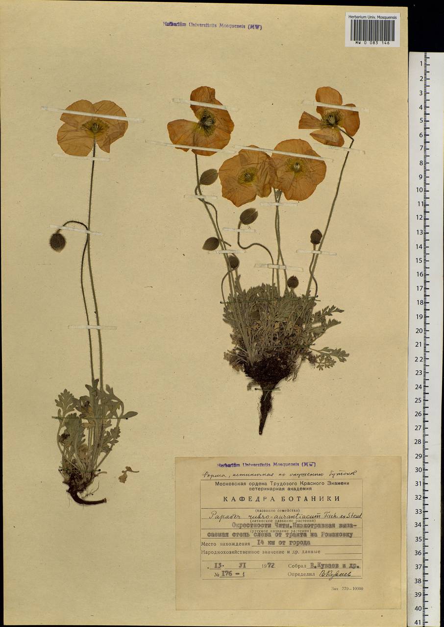 Papaver rubroaurantiacum (Fisch. ex DC.) C. E. Lundstr., Siberia, Baikal & Transbaikal region (S4) (Russia)