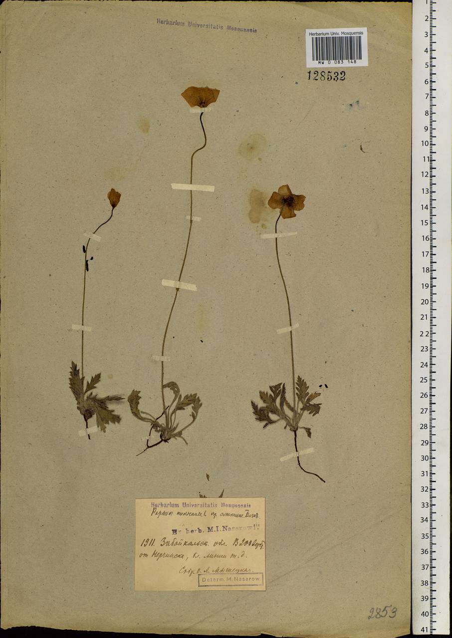 Papaver rubroaurantiacum (Fisch. ex DC.) C. E. Lundstr., Siberia, Baikal & Transbaikal region (S4) (Russia)