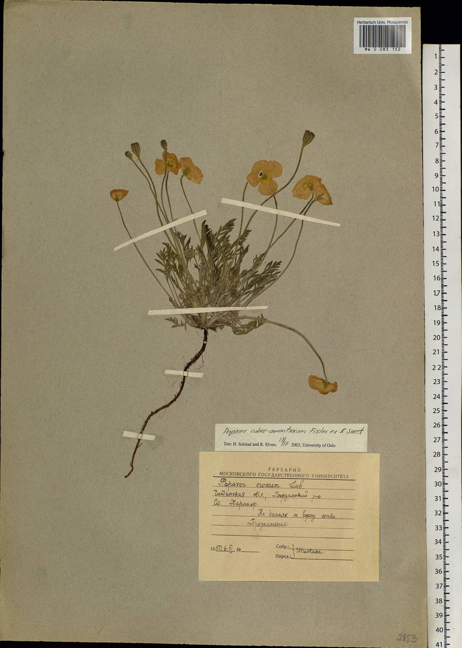 Papaver rubroaurantiacum (Fisch. ex DC.) C. E. Lundstr., Siberia, Baikal & Transbaikal region (S4) (Russia)