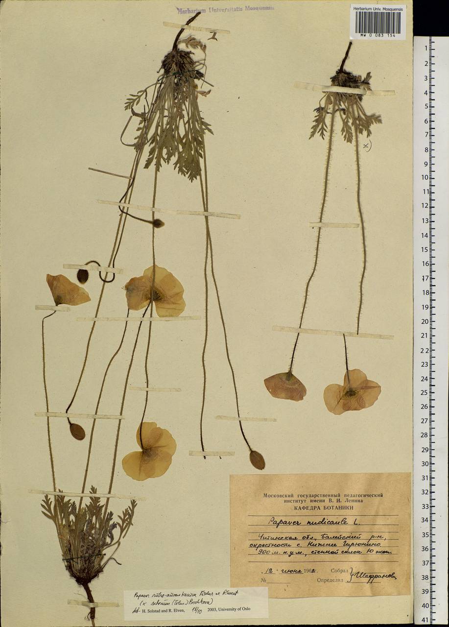 Papaver rubroaurantiacum (Fisch. ex DC.) C. E. Lundstr., Siberia, Baikal & Transbaikal region (S4) (Russia)