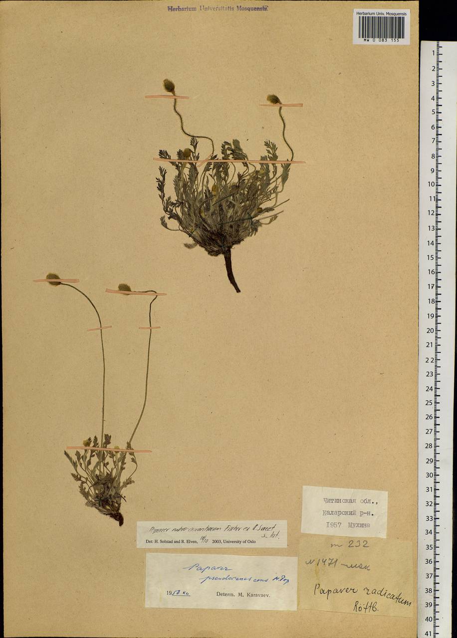 Papaver rubroaurantiacum (Fisch. ex DC.) C. E. Lundstr., Siberia, Baikal & Transbaikal region (S4) (Russia)