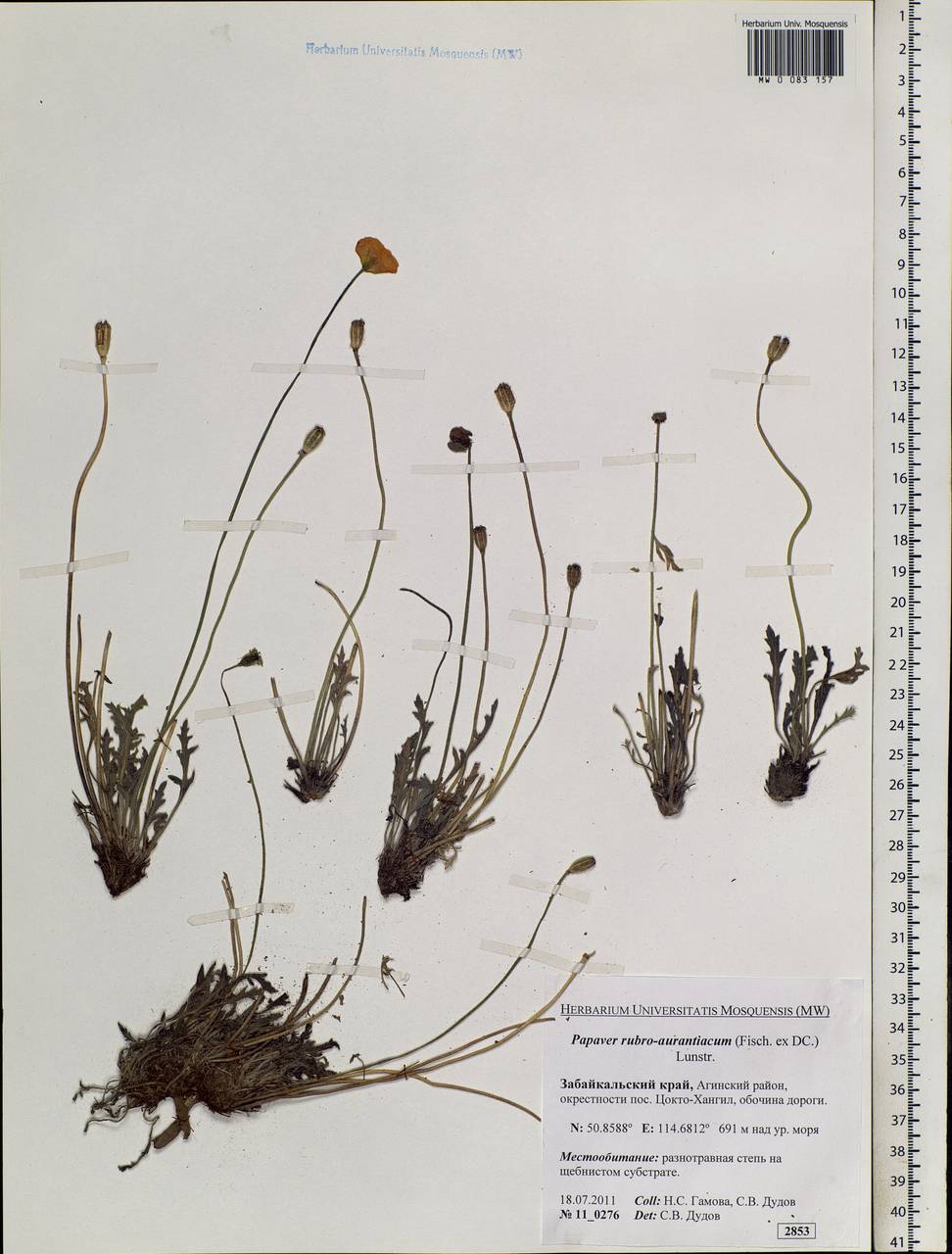 Papaver rubroaurantiacum (Fisch. ex DC.) C. E. Lundstr., Siberia, Baikal & Transbaikal region (S4) (Russia)