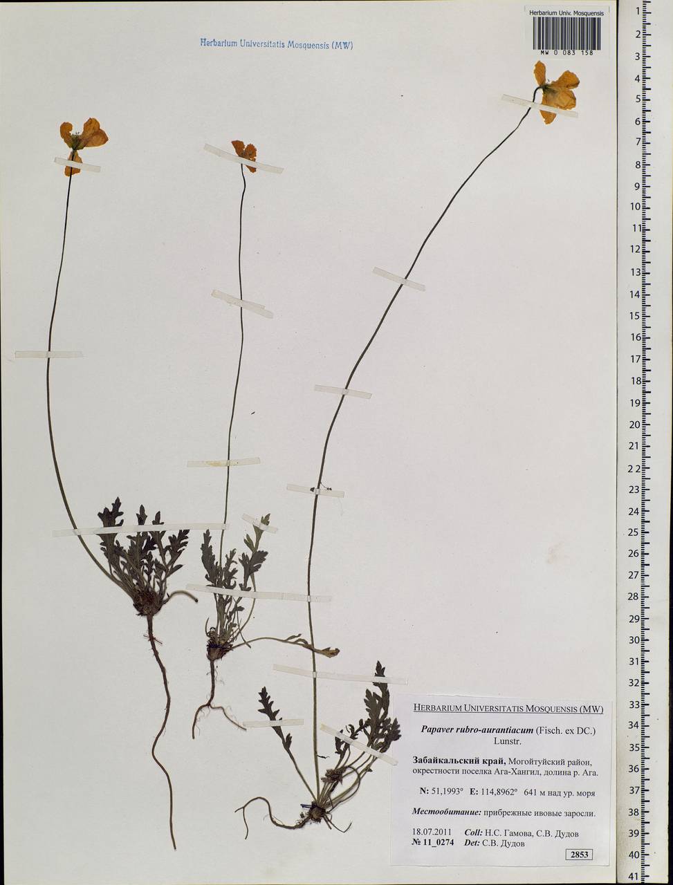Papaver rubroaurantiacum (Fisch. ex DC.) C. E. Lundstr., Siberia, Baikal & Transbaikal region (S4) (Russia)