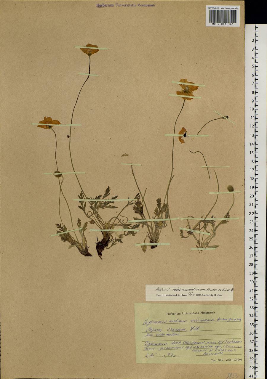 Papaver rubroaurantiacum (Fisch. ex DC.) C. E. Lundstr., Siberia, Altai & Sayany Mountains (S2) (Russia)
