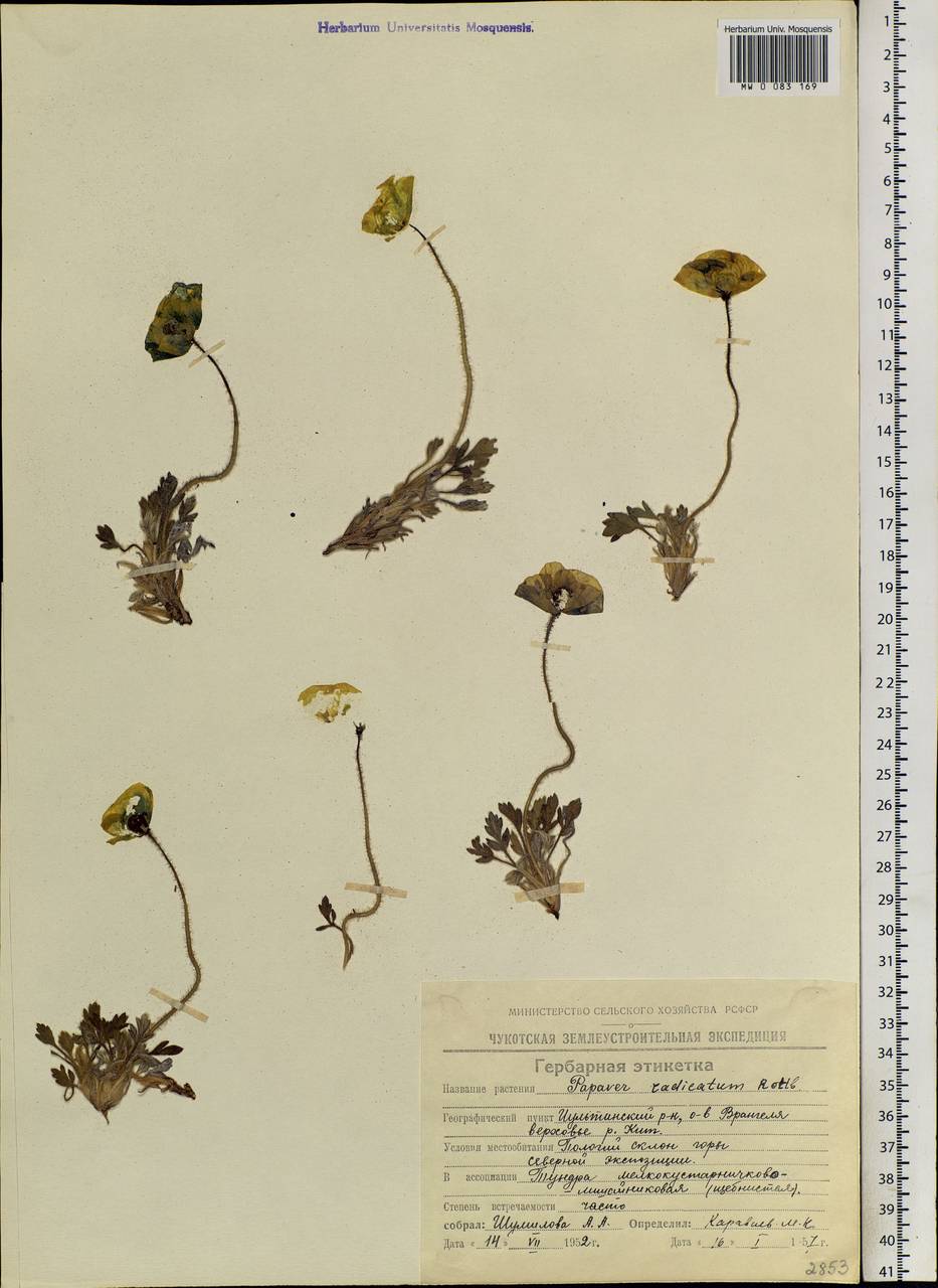Oreomecon radicatum subsp. radicatum, Siberia, Chukotka & Kamchatka (S7) (Russia)
