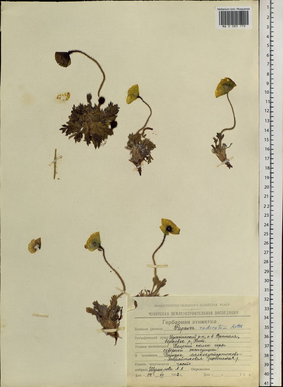 Oreomecon radicatum subsp. radicatum, Siberia, Chukotka & Kamchatka (S7) (Russia)