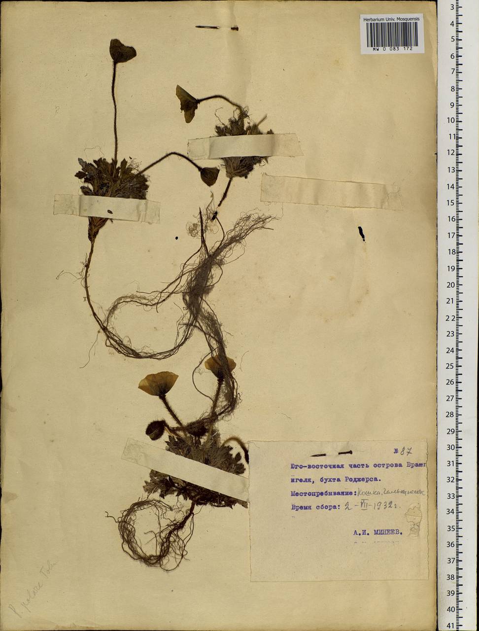 Oreomecon radicatum subsp. radicatum, Siberia, Chukotka & Kamchatka (S7) (Russia)