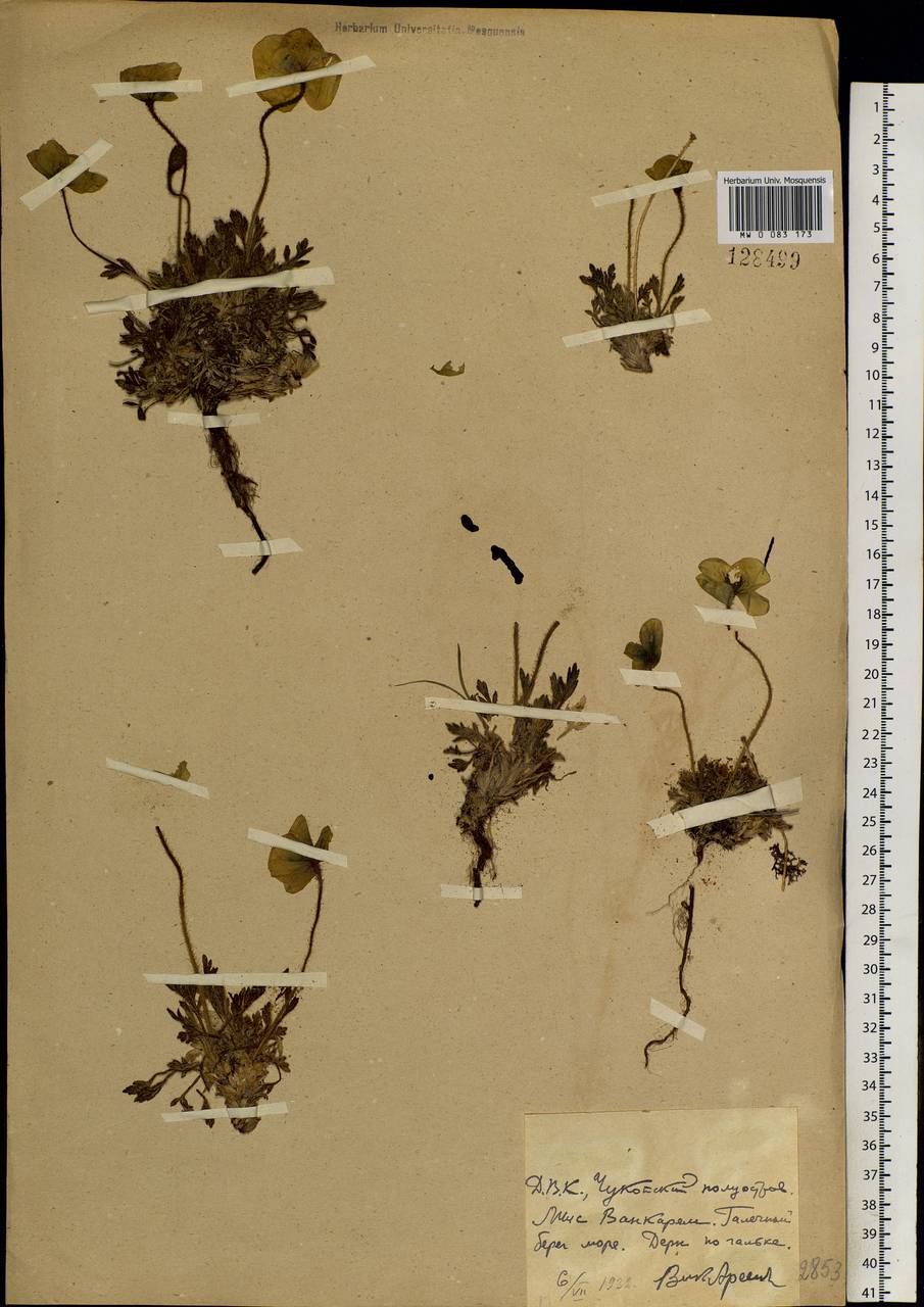 Oreomecon radicatum subsp. radicatum, Siberia, Chukotka & Kamchatka (S7) (Russia)