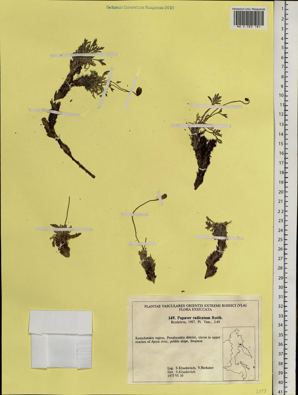 Oreomecon radicatum subsp. radicatum, Siberia, Chukotka & Kamchatka (S7) (Russia)