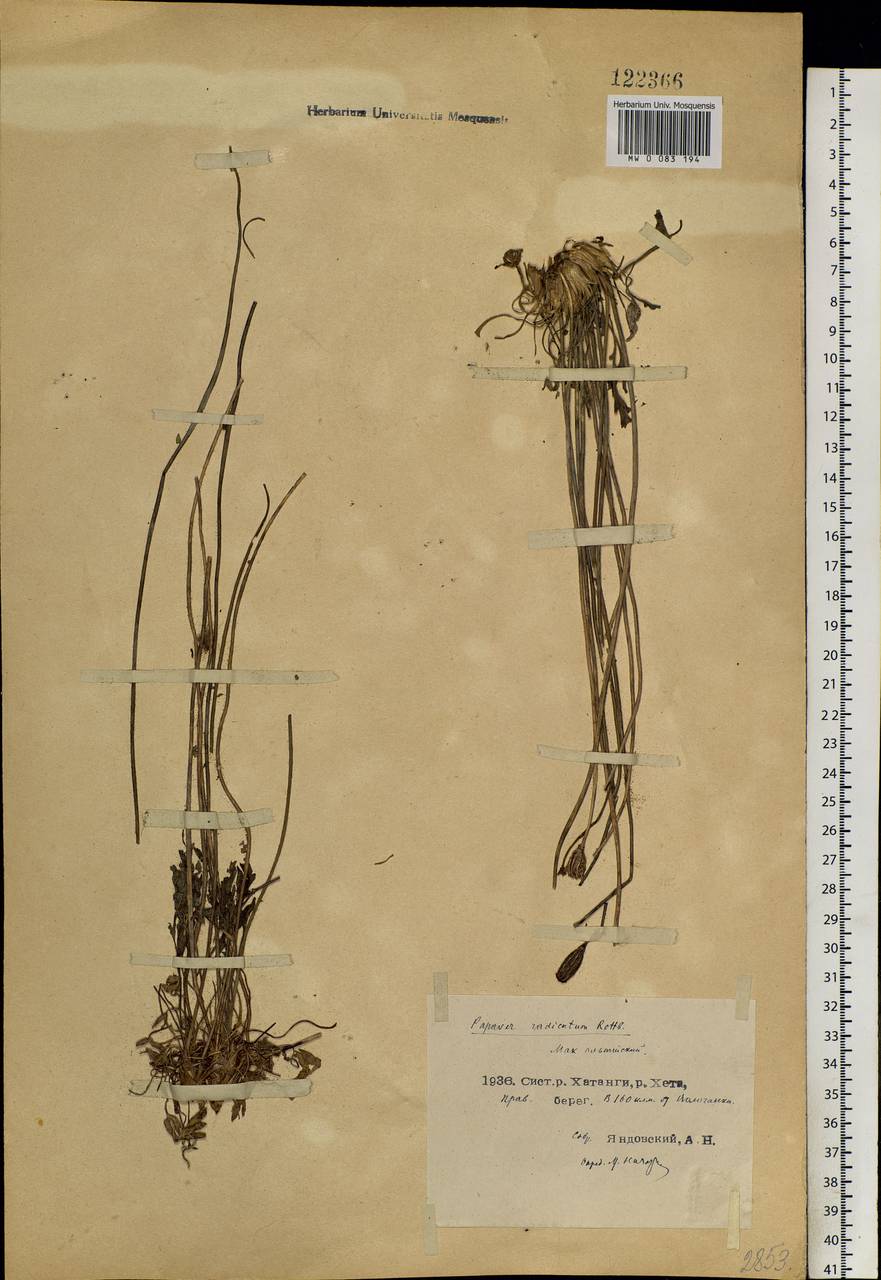 Oreomecon radicatum subsp. radicatum, Siberia, Central Siberia (S3) (Russia)