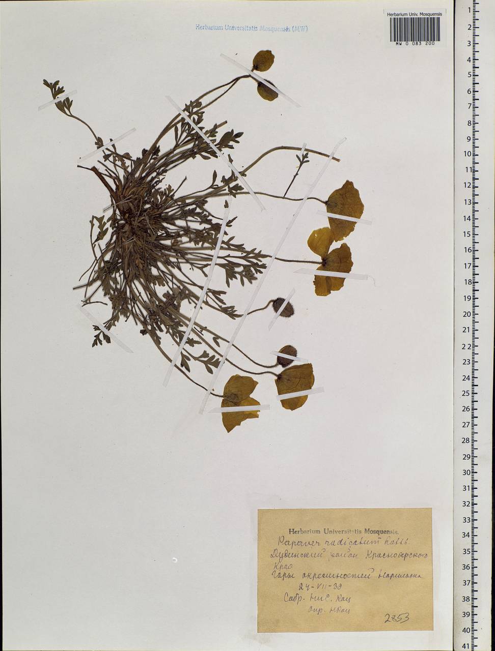 Oreomecon radicatum subsp. radicatum, Siberia, Central Siberia (S3) (Russia)