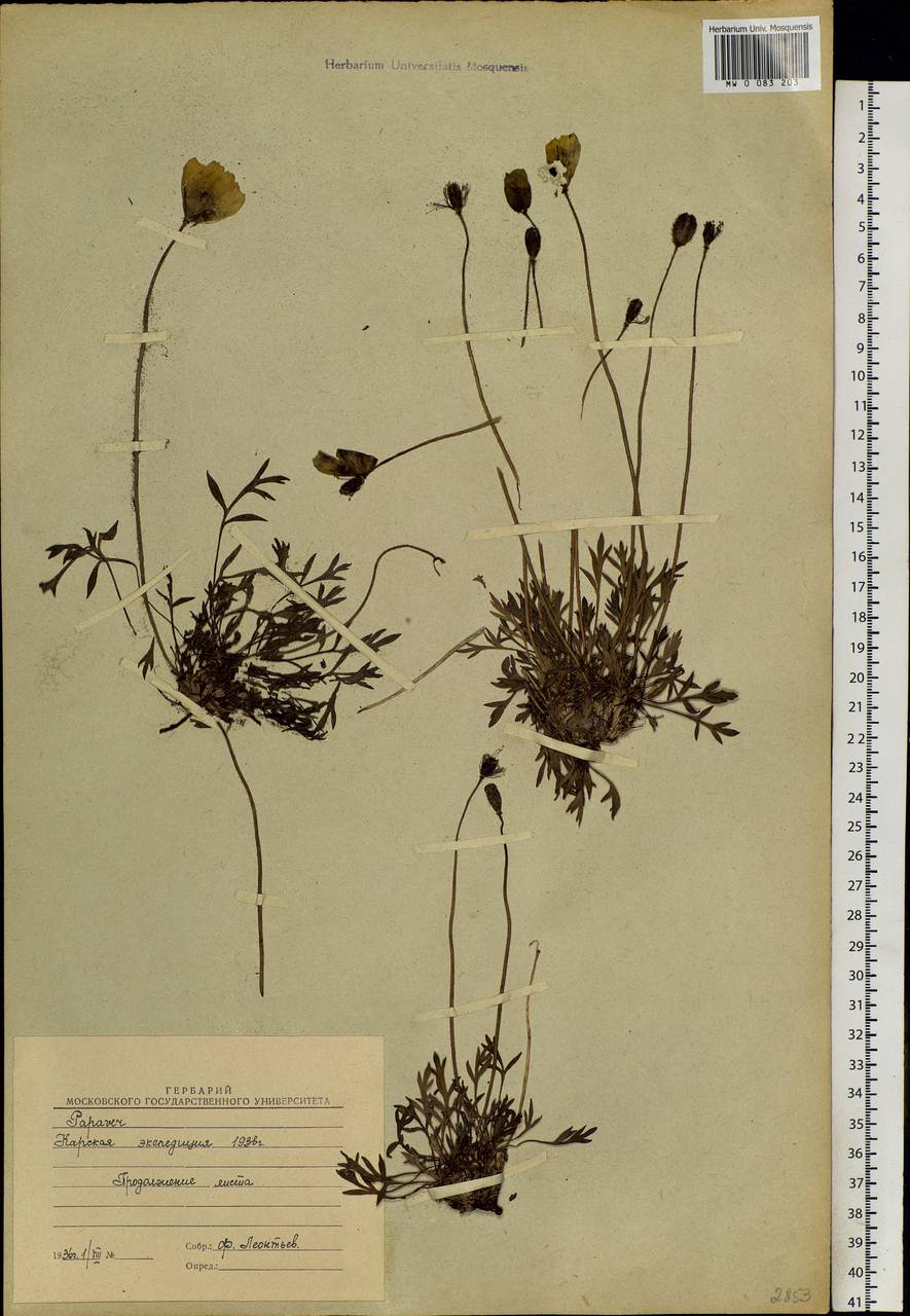 Oreomecon radicatum subsp. radicatum, Siberia, Western Siberia (S1) (Russia)