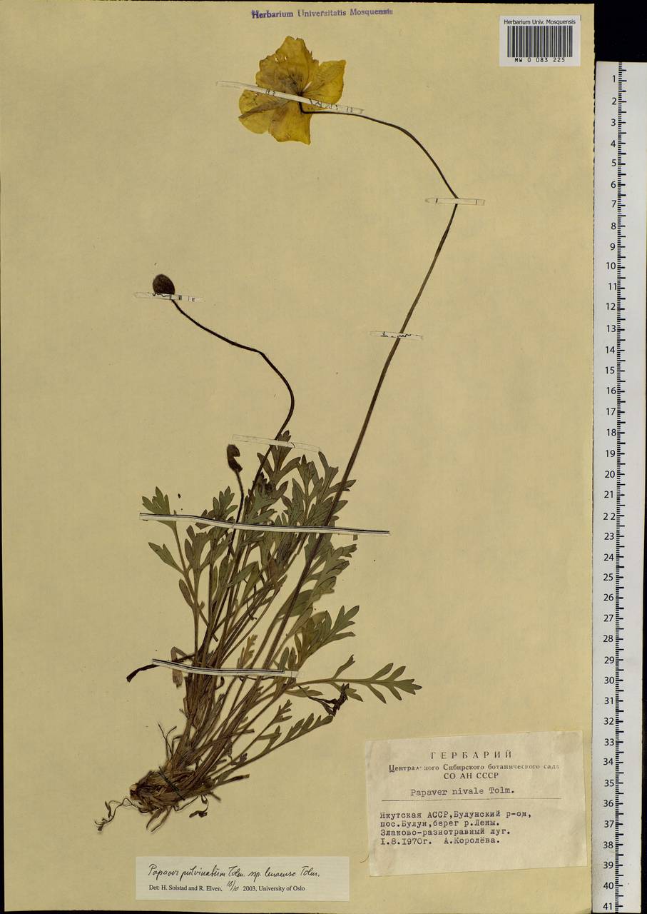 Oreomecon pulvinata (Tolm.) Krivenko, Siberia, Yakutia (S5) (Russia)