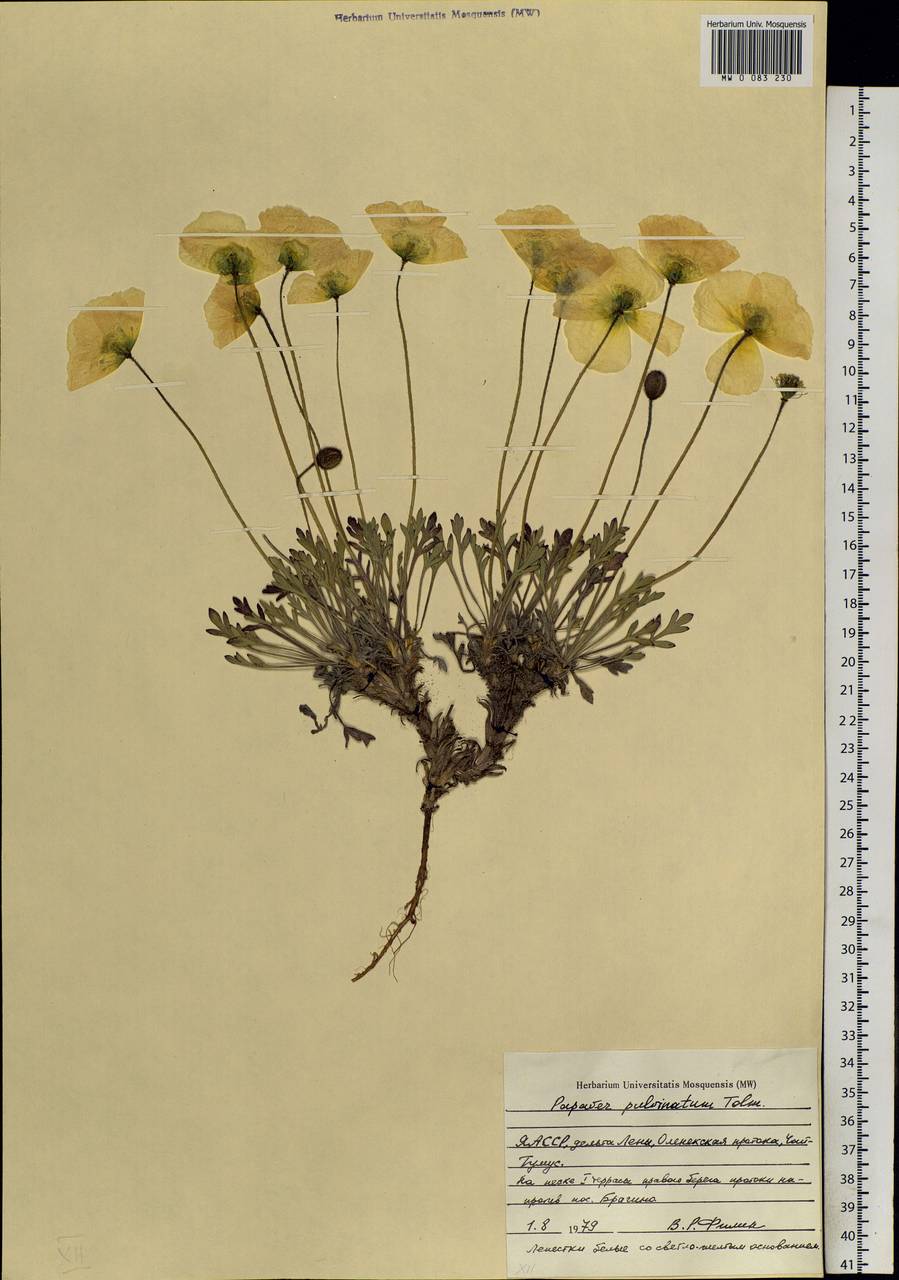 Oreomecon pulvinata (Tolm.) Krivenko, Siberia, Yakutia (S5) (Russia)