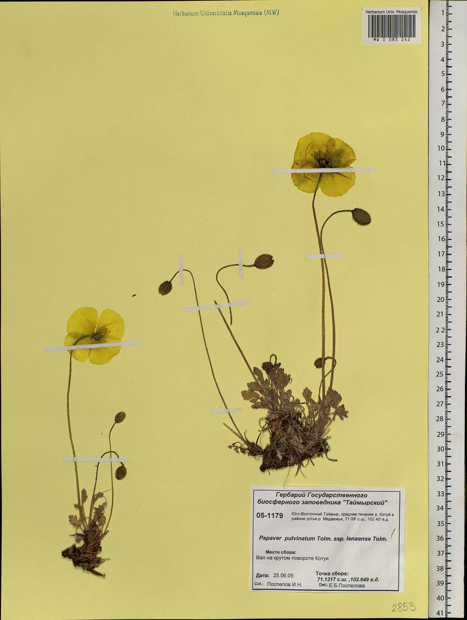 Oreomecon pulvinata (Tolm.) Krivenko, Siberia, Central Siberia (S3) (Russia)