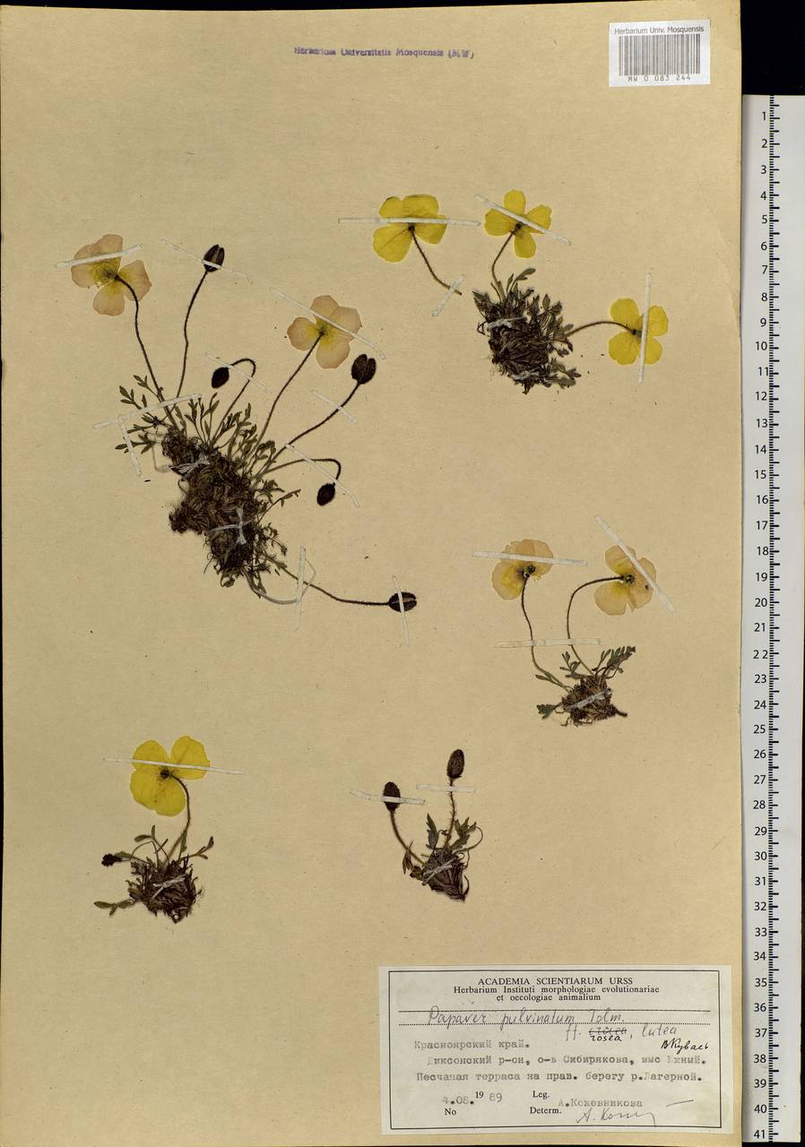 Oreomecon pulvinata (Tolm.) Krivenko, Siberia, Central Siberia (S3) (Russia)