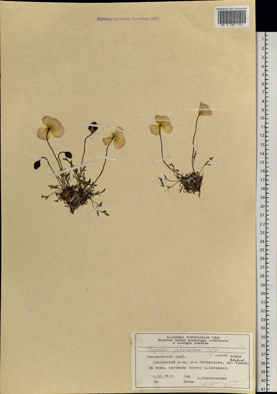 Oreomecon pulvinata (Tolm.) Krivenko, Siberia, Central Siberia (S3) (Russia)