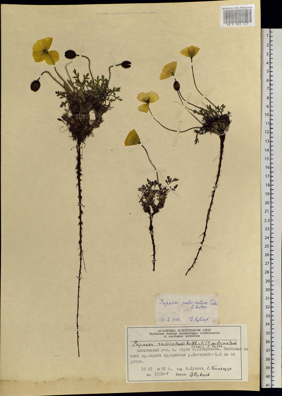 Oreomecon pulvinata (Tolm.) Krivenko, Siberia, Central Siberia (S3) (Russia)