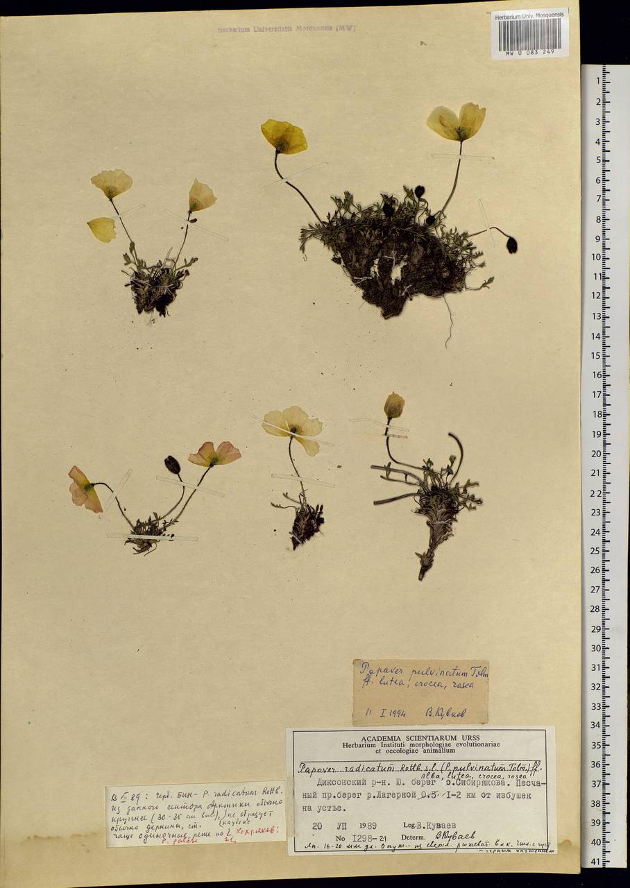 Oreomecon pulvinata (Tolm.) Krivenko, Siberia, Central Siberia (S3) (Russia)