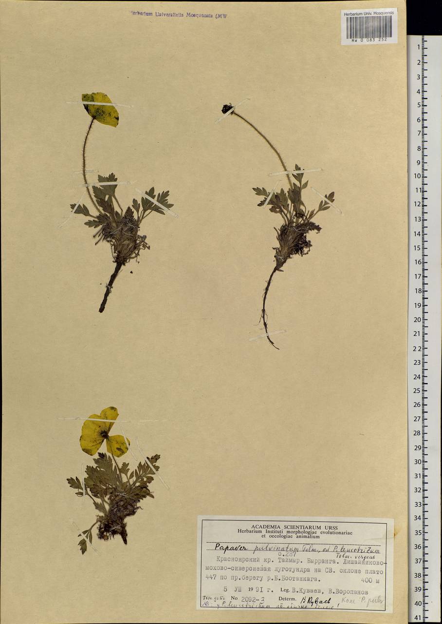 Oreomecon pulvinata subsp. pulvinata, Siberia, Central Siberia (S3) (Russia)