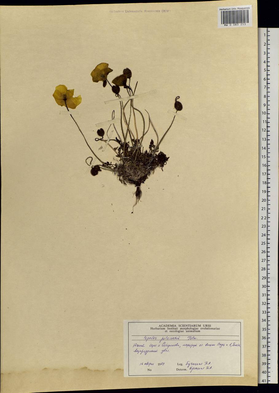 Papaver pulvinatum Tolm., Siberia, Central Siberia (S3) (Russia)