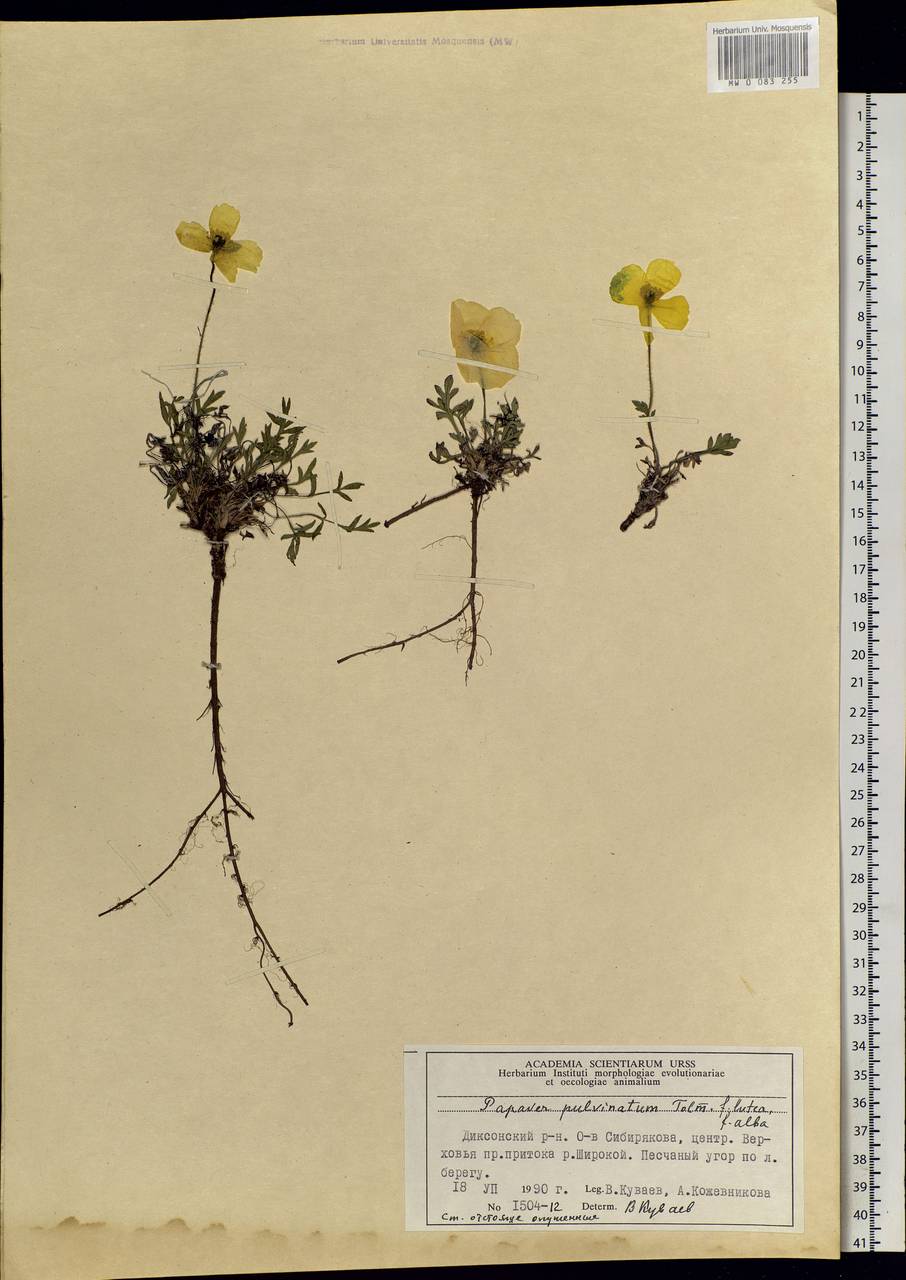 Oreomecon pulvinata (Tolm.) Krivenko, Siberia, Central Siberia (S3) (Russia)