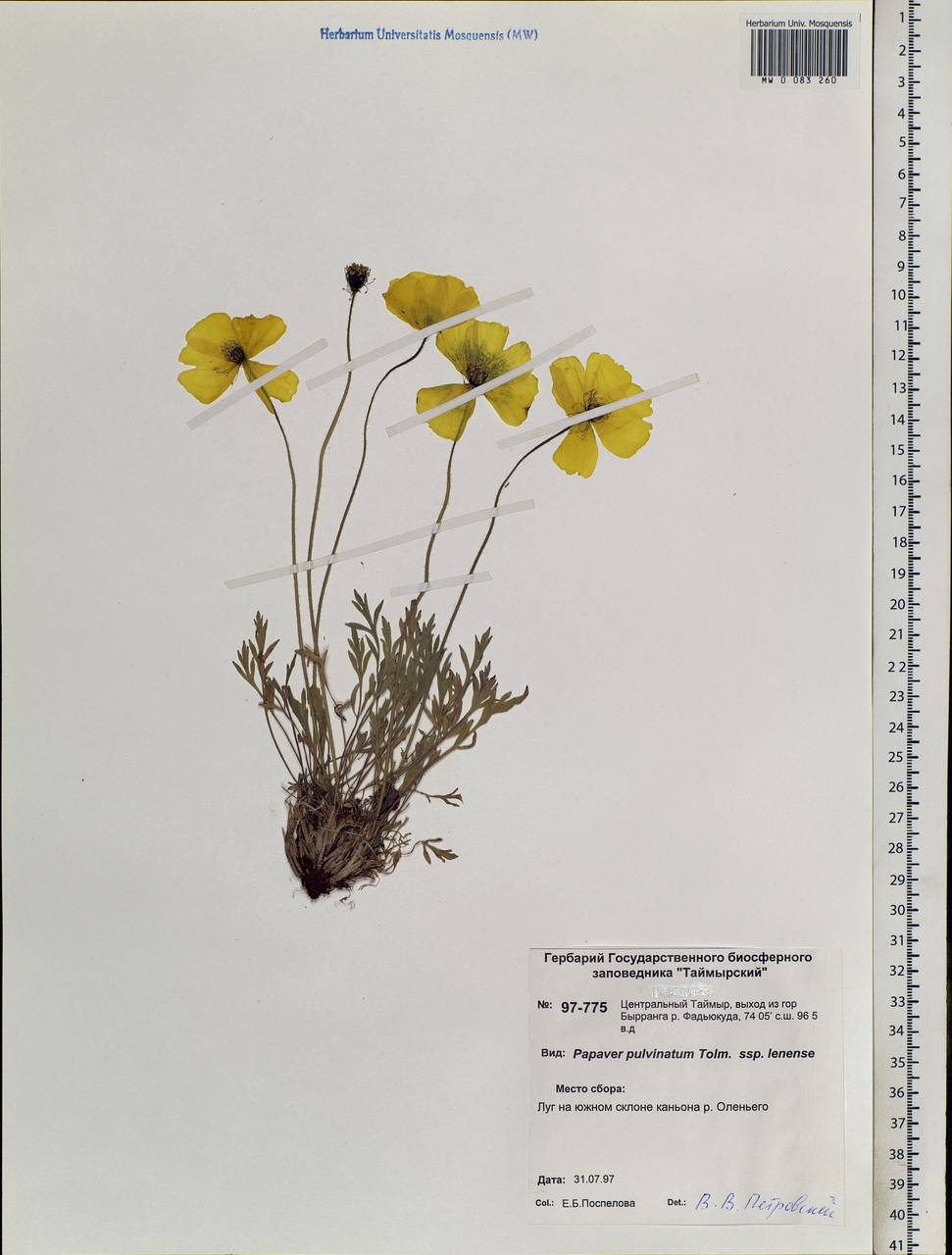 Oreomecon pulvinata (Tolm.) Krivenko, Siberia, Central Siberia (S3) (Russia)